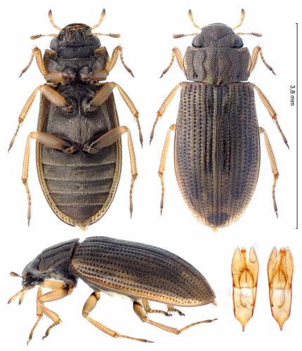 Réf. 344 661 : Helophorus obscurus
